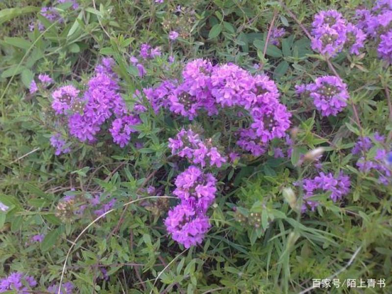 内蒙山野菜