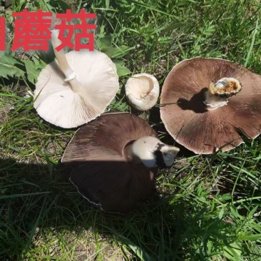 内蒙山野菜