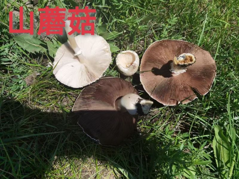 内蒙山野菜