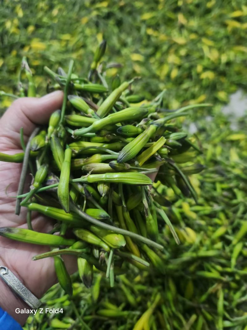 内蒙山野菜