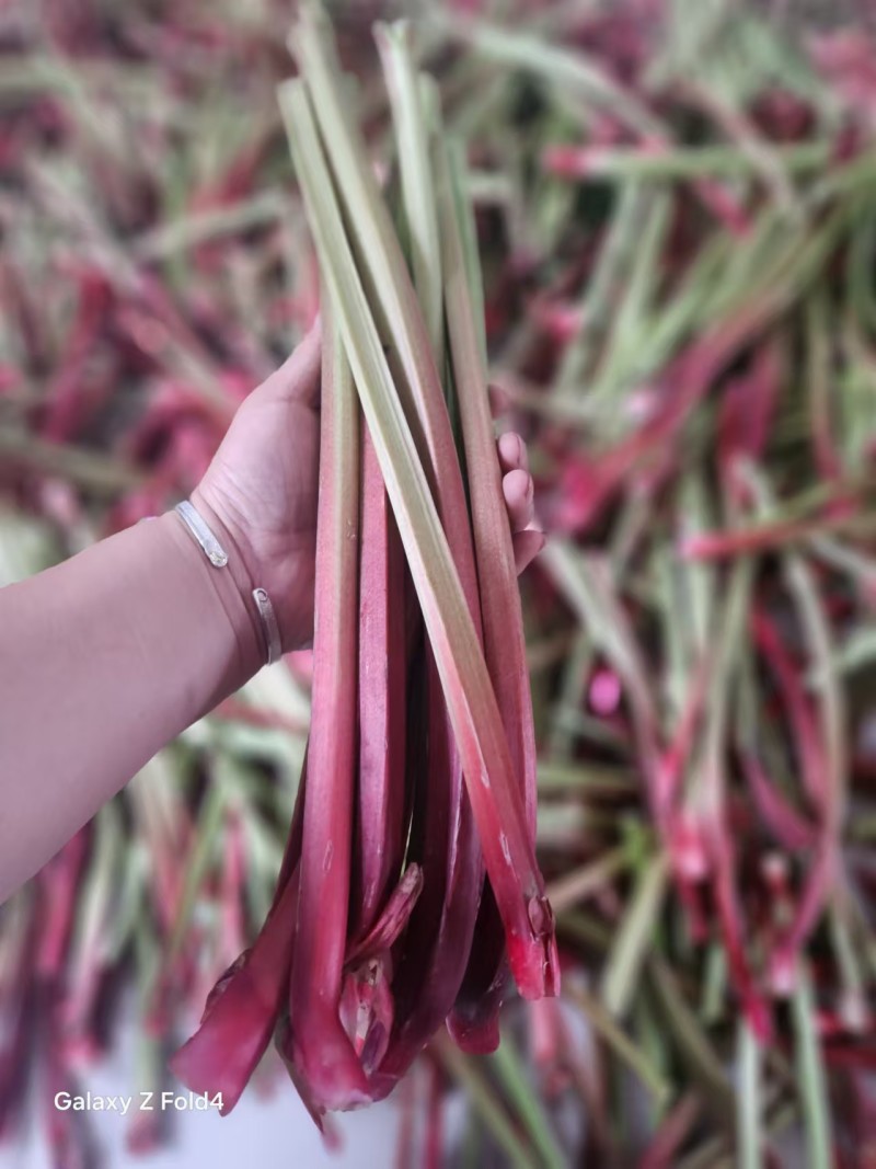 内蒙山野菜