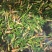 内蒙山野菜