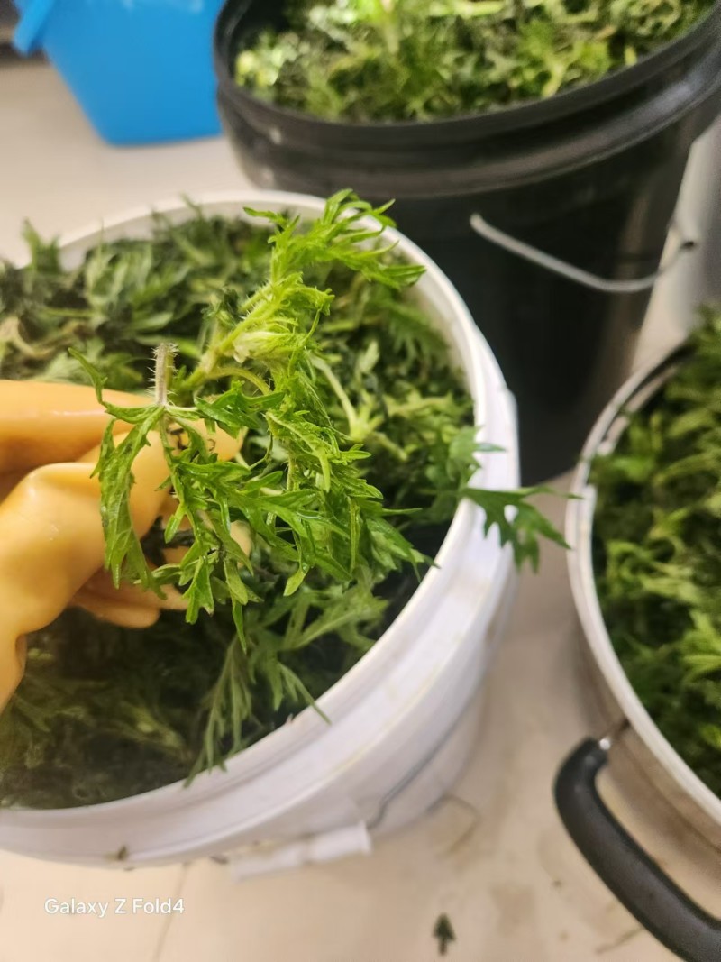 内蒙山野菜