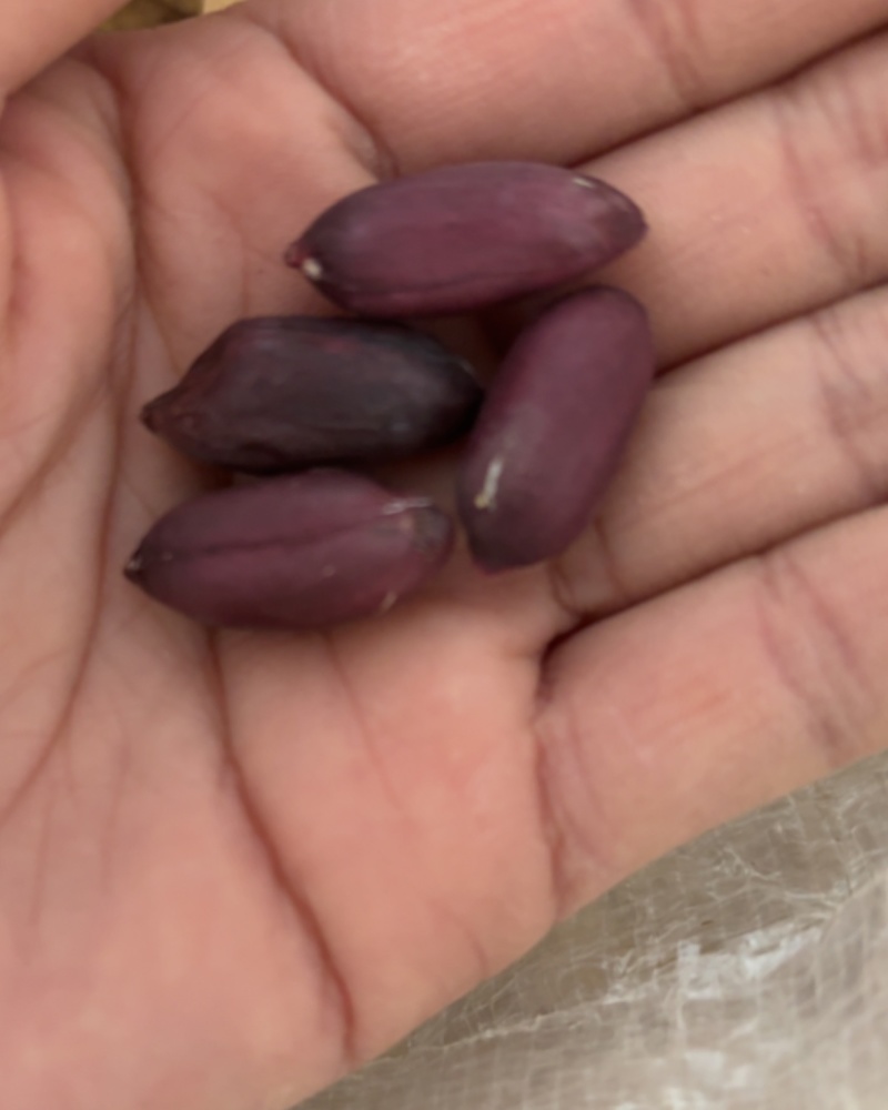 精选黑皮花生