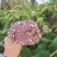 奶浆花苗