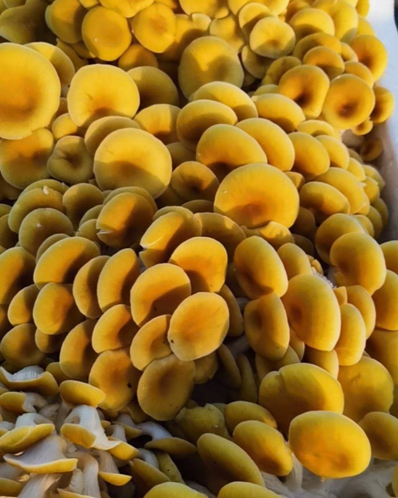黄磨