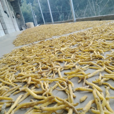 野生玉竹精品