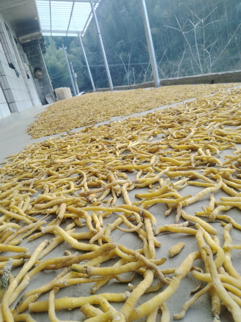 野生玉竹精品