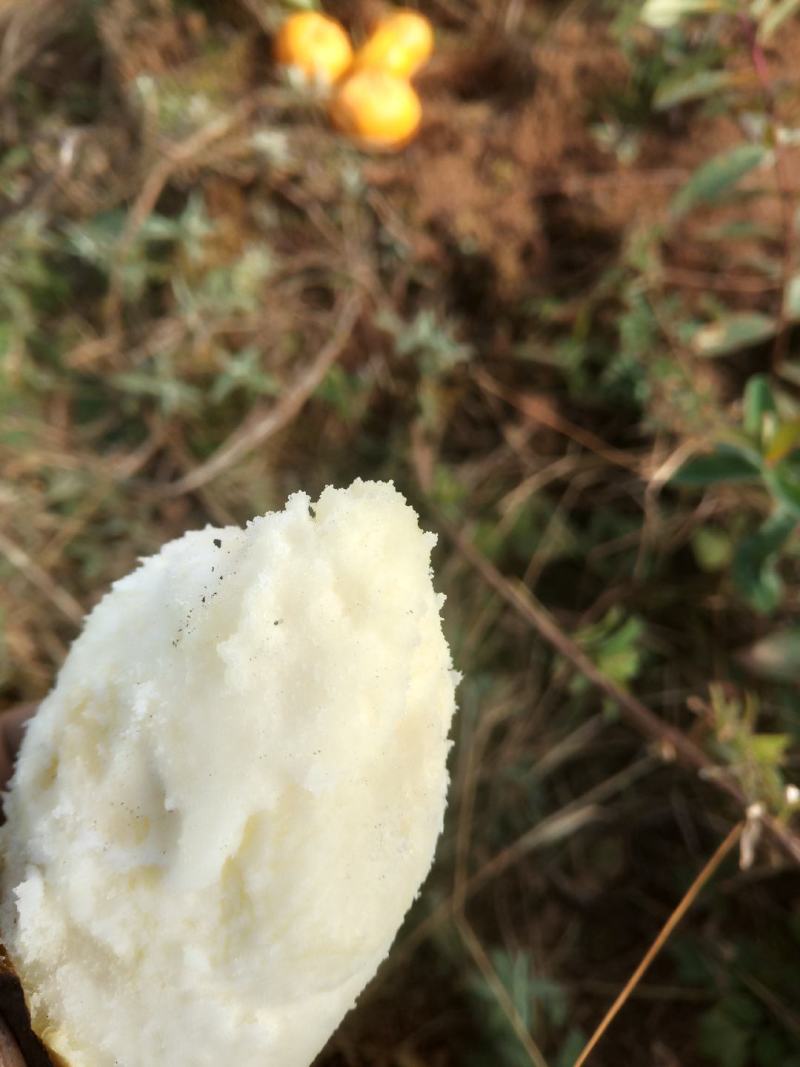 各位老板有需购买老品种土豆的请联系有大有小