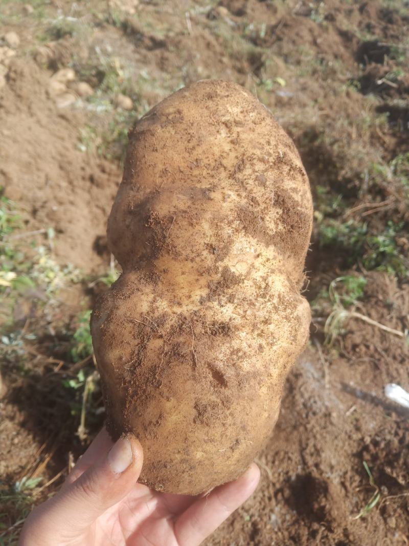 各位老板有需购买老品种土豆的请联系有大有小