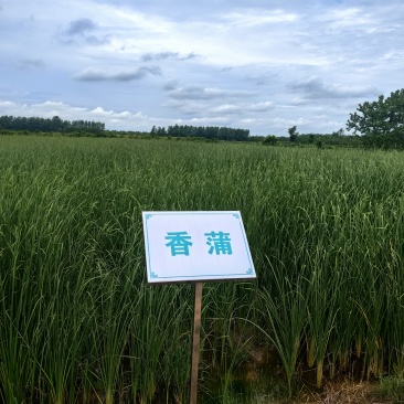 香蒲