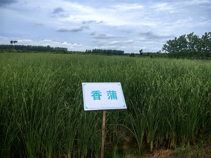 香蒲