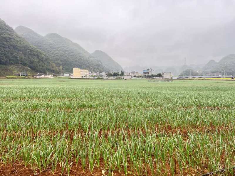 红根蒜苗60亩、20天后开始上市