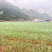 红根蒜苗60亩、20天后开始上市