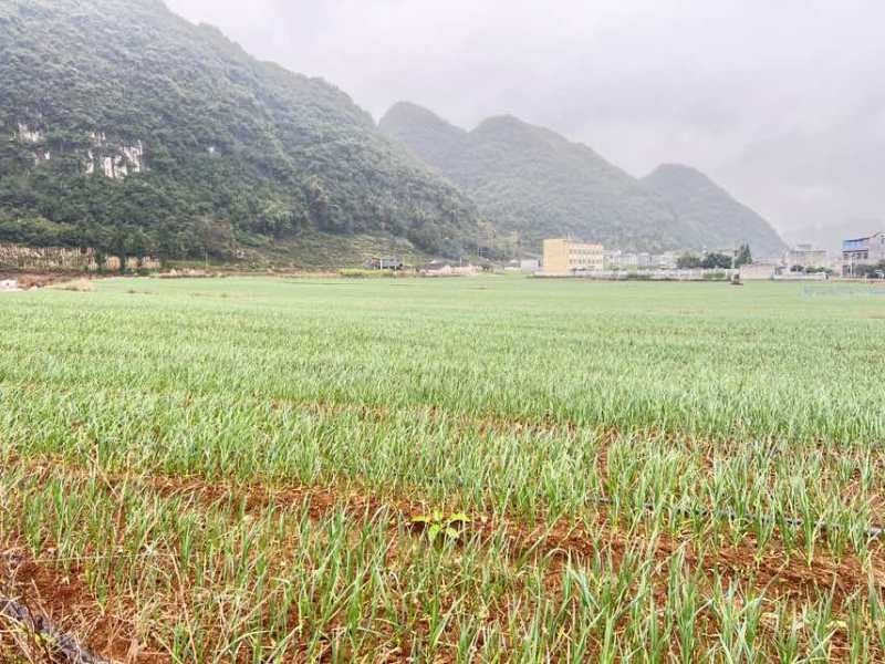 红根蒜苗60亩、20天后开始上市