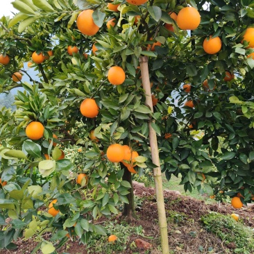 脐橙种植户