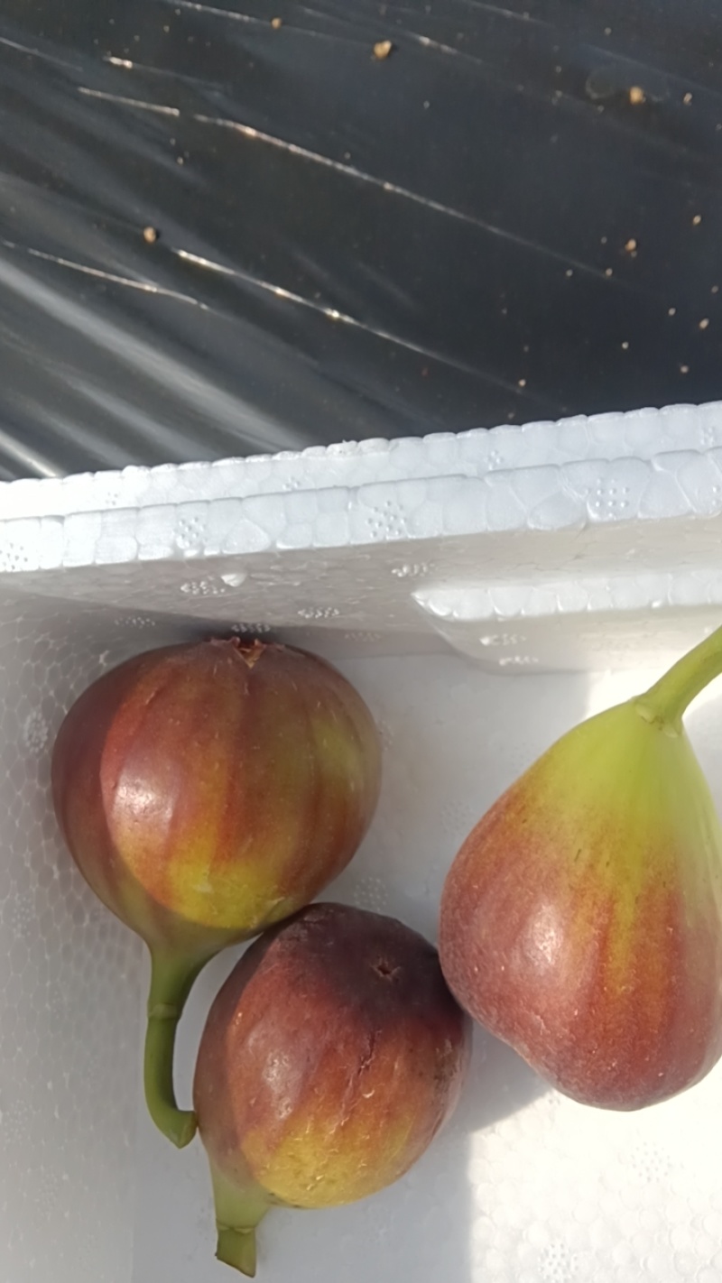 山东无花果