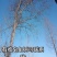 皂角树