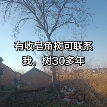 皂角树
