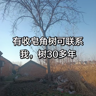 皂角树