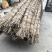 广西木格白玉甘蔗