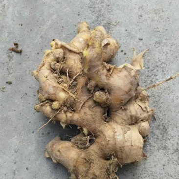 漳州云霄老姜（姜母）