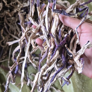 茄子条紫长茄