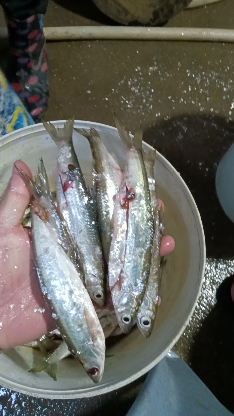 冰鲜小白条