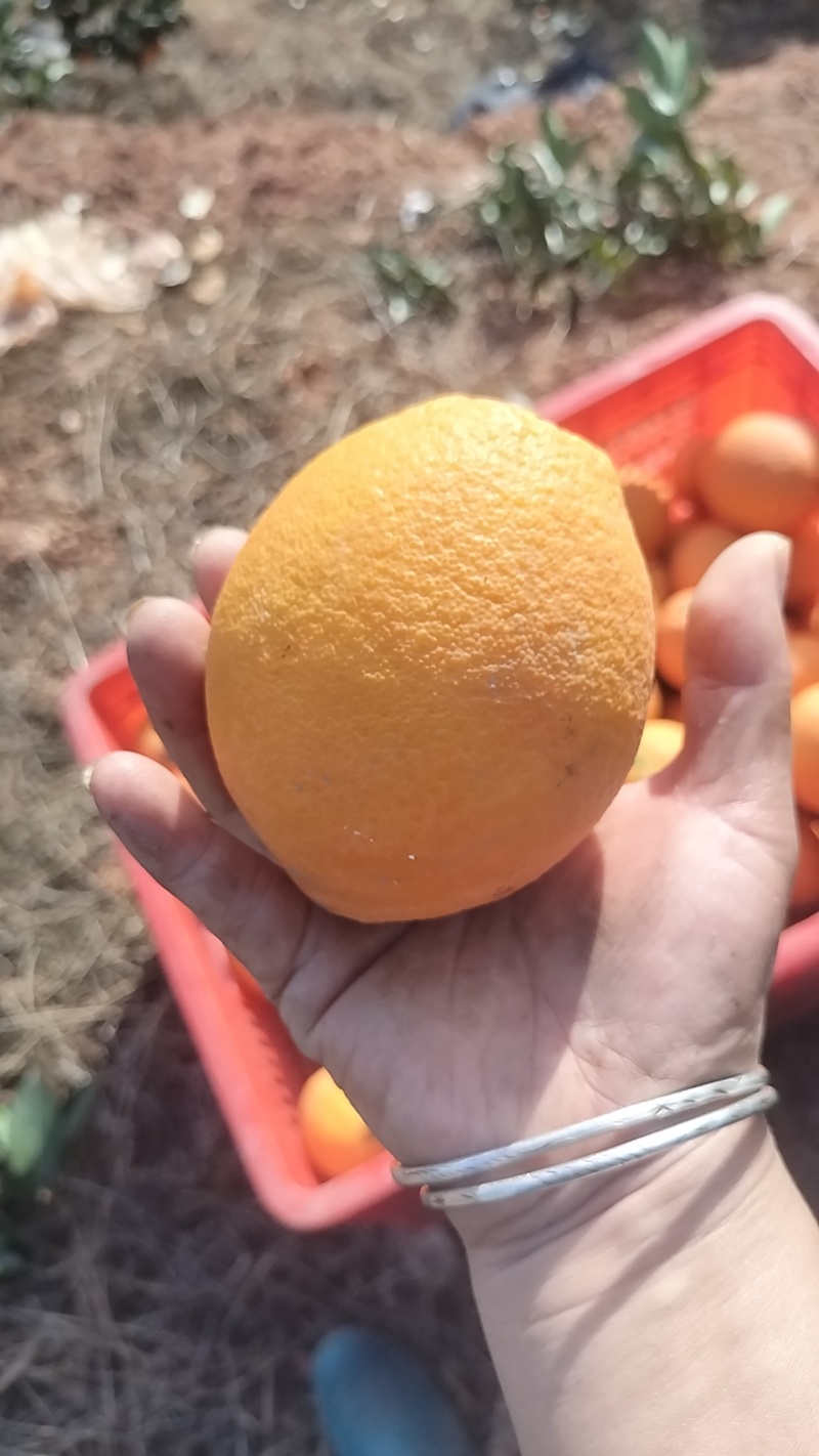 脐橙52号