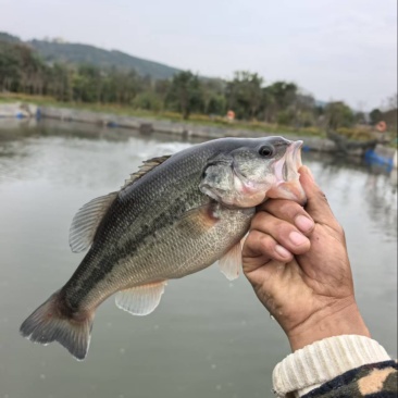 钓场鲈鱼可出售钓场。酒店