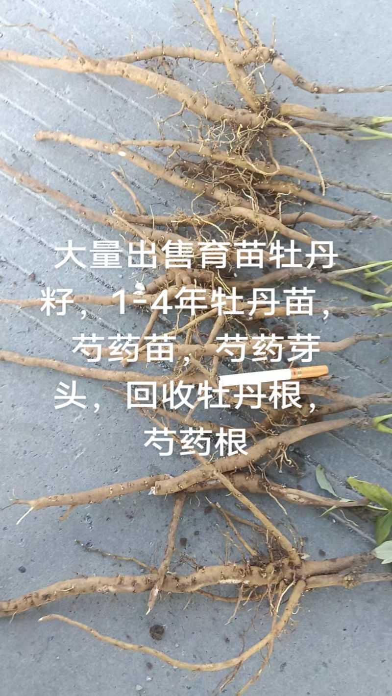 牡丹，芍药，白术，丹参，防风，知母，紫苑，何首乌等中药材