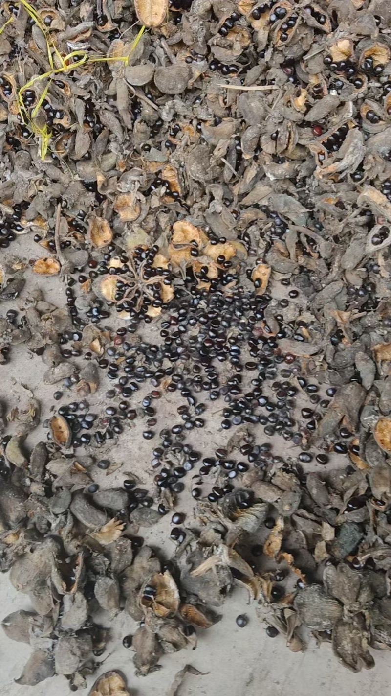 牡丹，芍药，白术，丹参，防风，知母，紫苑，何首乌等中药材
