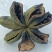 牡丹，芍药，白术，丹参，防风，知母，紫苑，何首乌等中药材