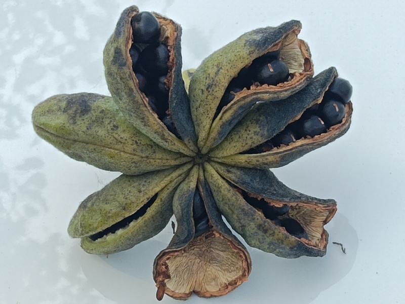 牡丹，芍药，白术，丹参，防风，知母，紫苑，何首乌等中药材