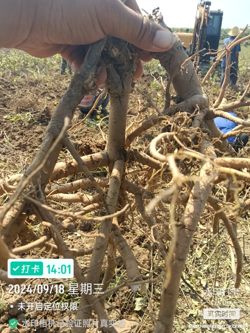 牡丹，芍药，白术，丹参，防风，知母，紫苑，何首乌等中药材