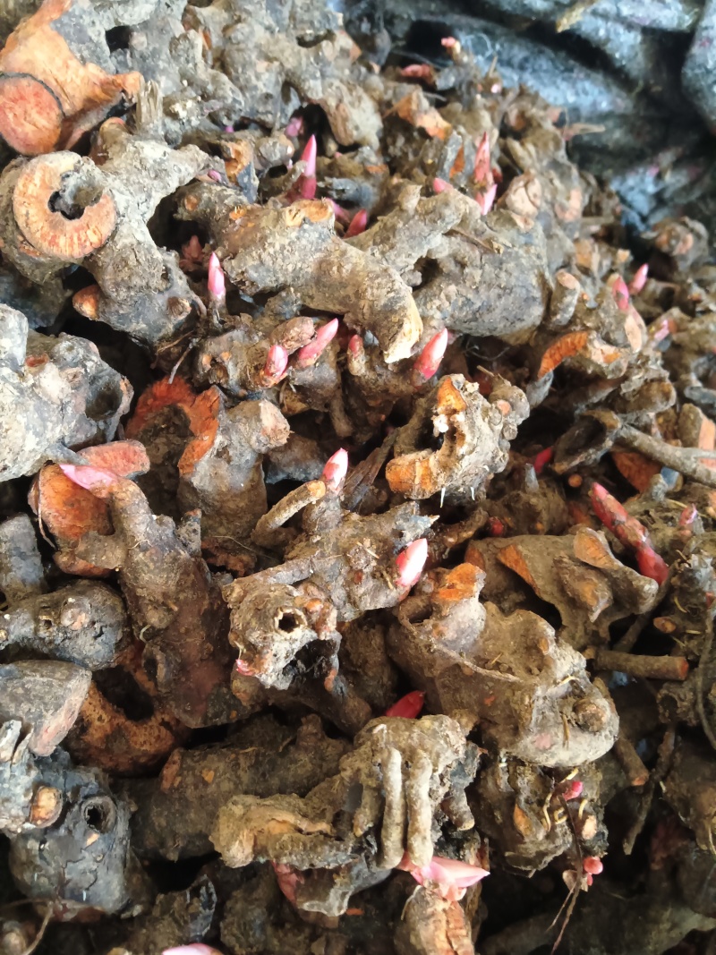牡丹，芍药，白术，丹参，防风，知母，紫苑，何首乌等中药材