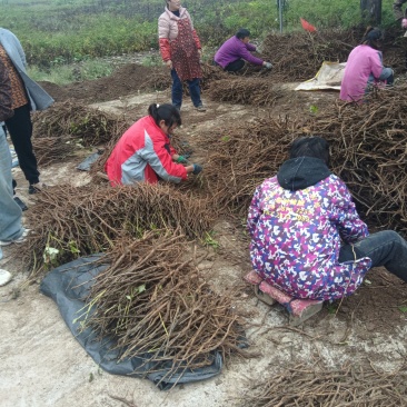 牡丹，芍药，白术，丹参，防风，知母，紫苑，何首乌等中药材
