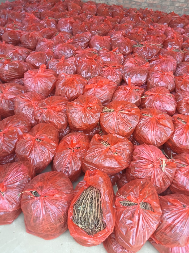 牡丹，芍药，白术，丹参，防风，知母，紫苑，何首乌等中药材