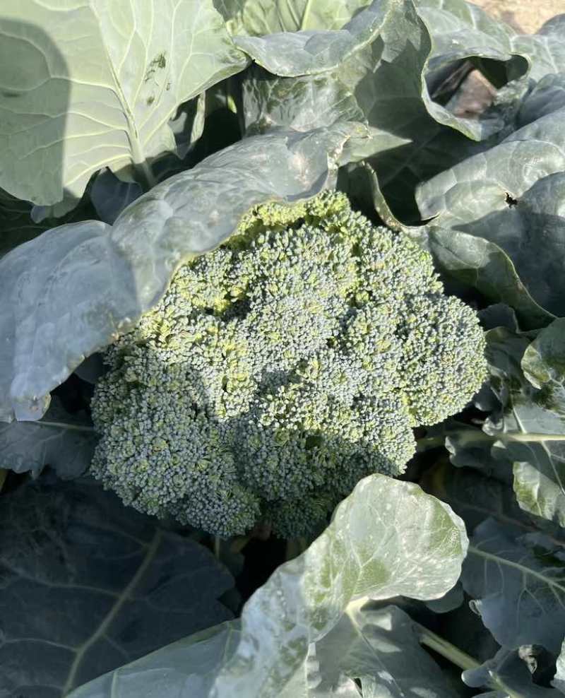 产地直销西兰花，货好量大