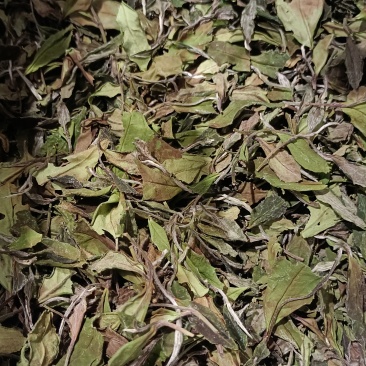 福鼎白茶