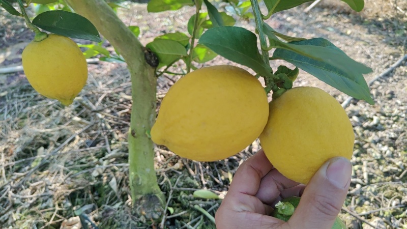 香水柠檬树黄果65-225克