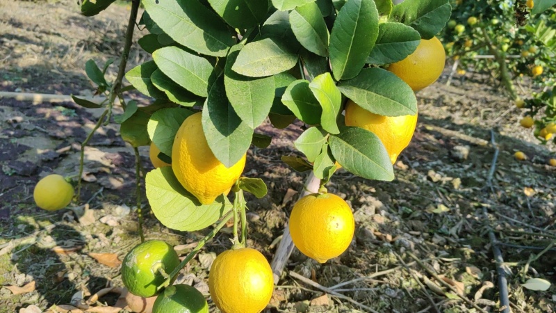 香水柠檬树黄果65-225克
