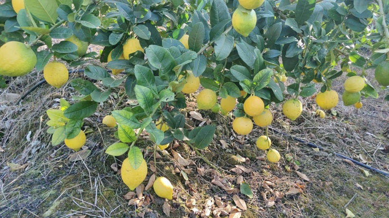 香水柠檬树黄果65-225克