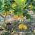 香水柠檬树黄果65-225克