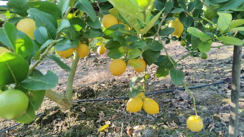 香水柠檬树黄果65-225克