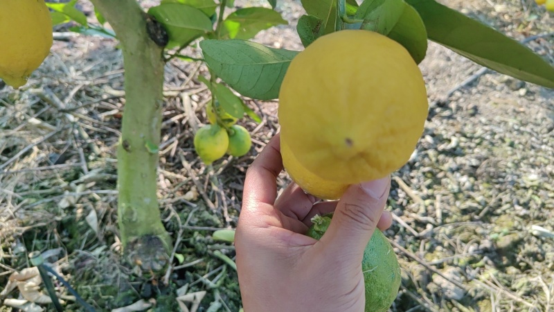 香水柠檬树黄果65-225克