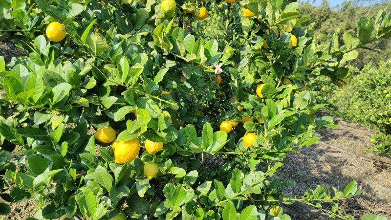 香水柠檬树黄果65-225克