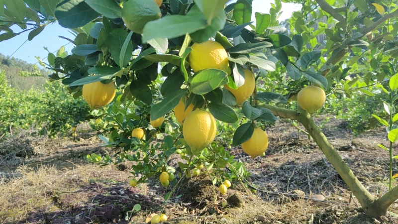 香水柠檬树黄果65-225克