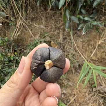 茶油