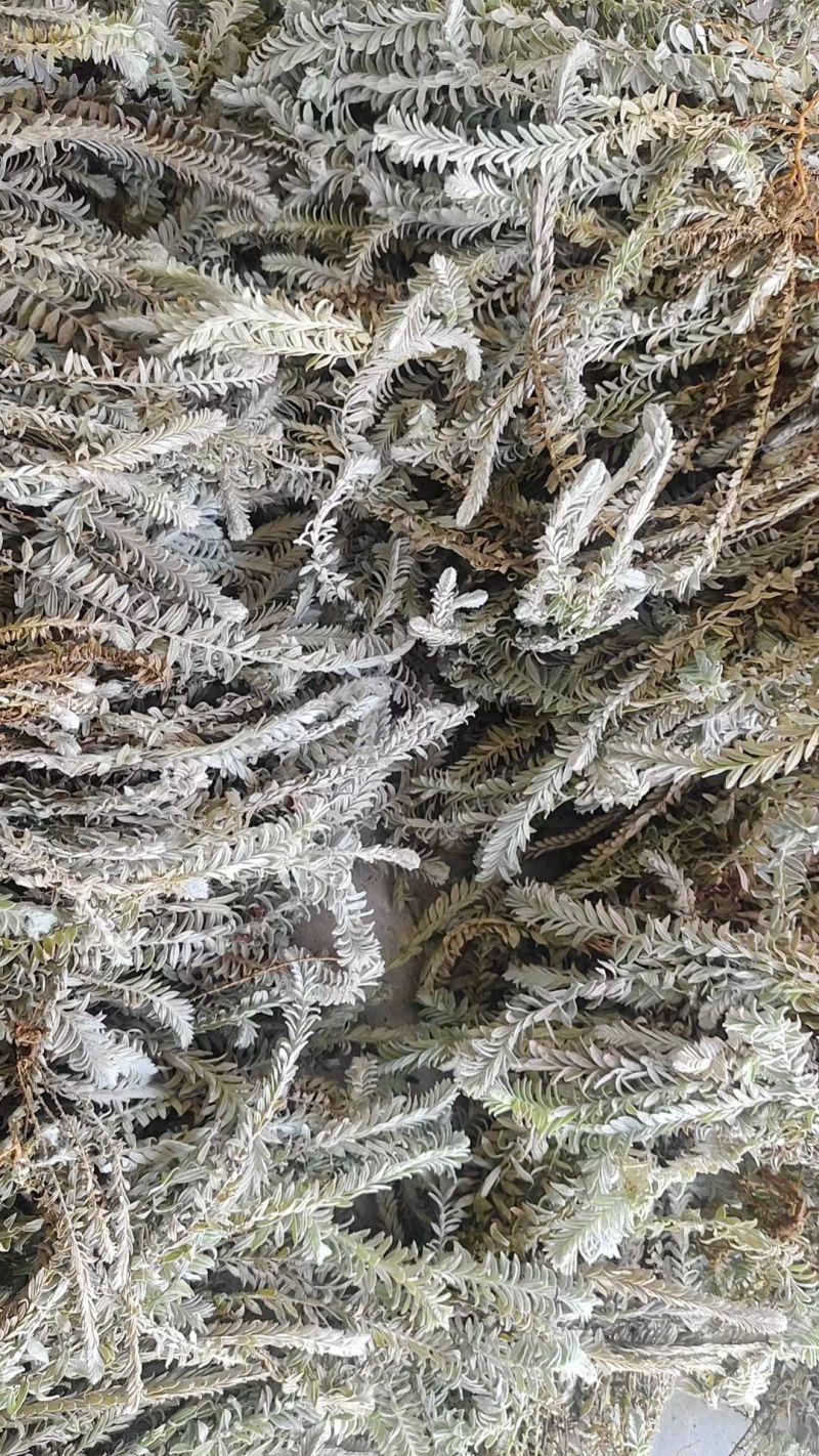 鹿茸草